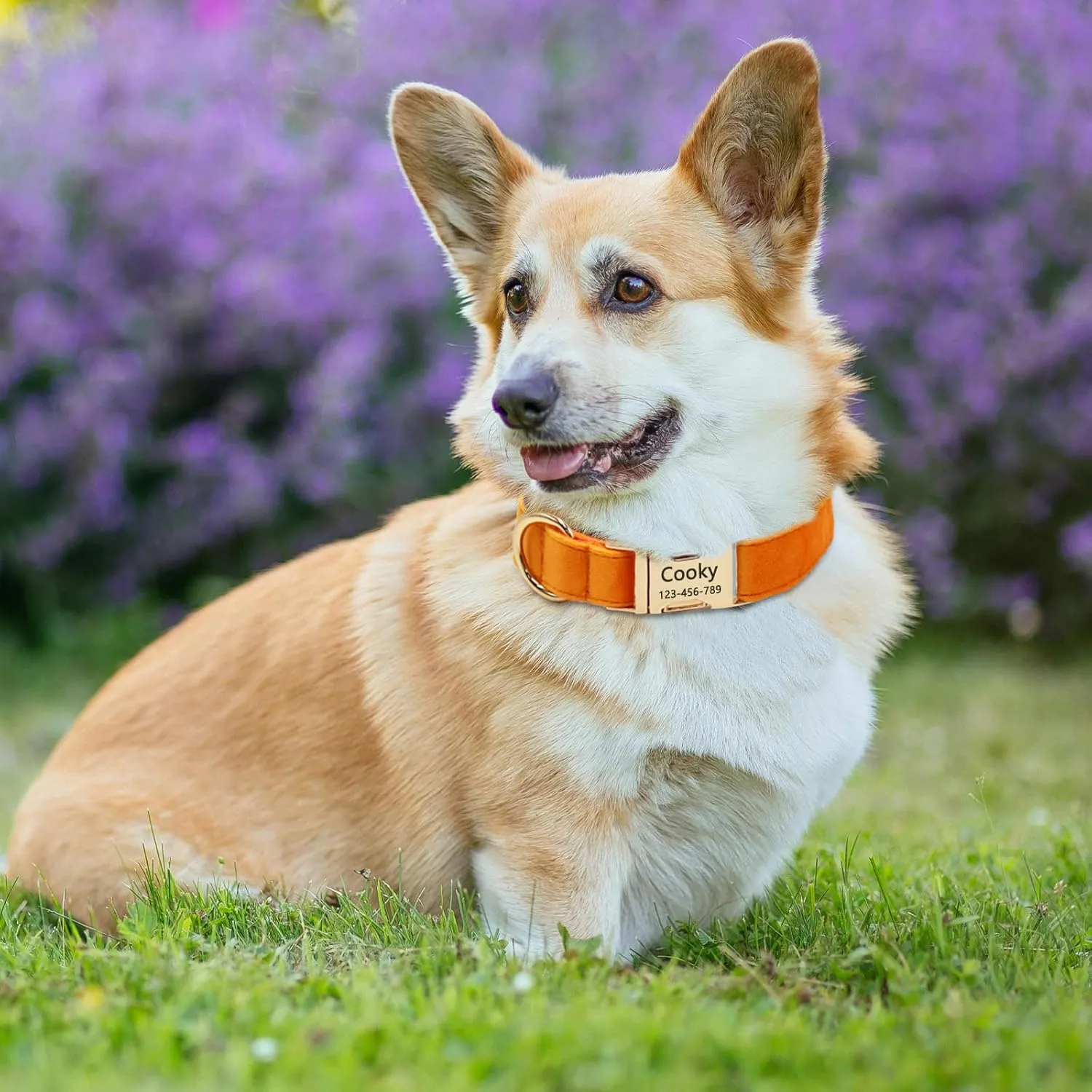 Velvet Personalized Dog Collar with Name - Customizable Dog Collar with Quick Release Metal Buckle - Leash and Bow Tie Available (Midnight Blue, L)